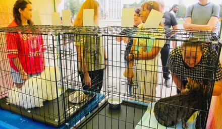 В Центральном парке пройдет выставка-пристройство бездомных животных