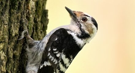 В Центральном парке замечен самый маленький дятел России